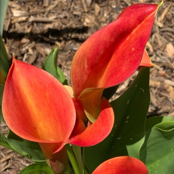 Meet your Posher, Donna - Picture 1 of 2